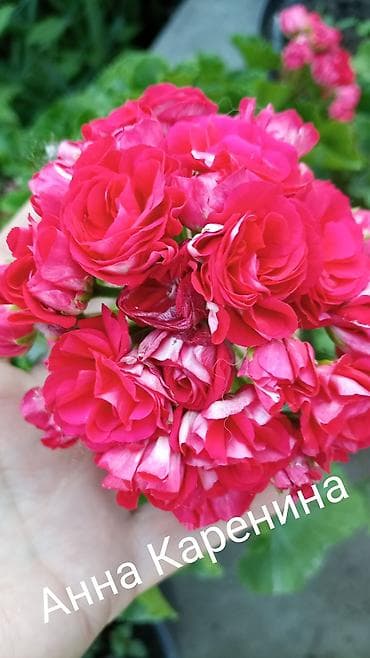 разведение: Пеларгонии (герань зональная) — сортовые кустики в горшках — 9