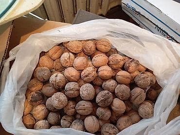 Грецкий орех в скорлупе Чуйский, тонкокорый, светлый и косточки