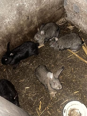 Грызуны: Продаю | Крольчата | Для разведения — 2