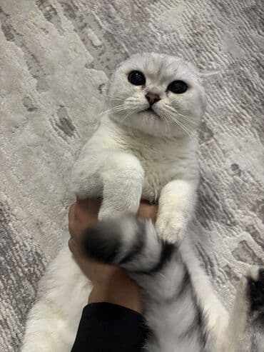 золотая шиншилла бишкек: Шотландская кошка серебристого окраса (вислоухая). Крупные круглые — 9