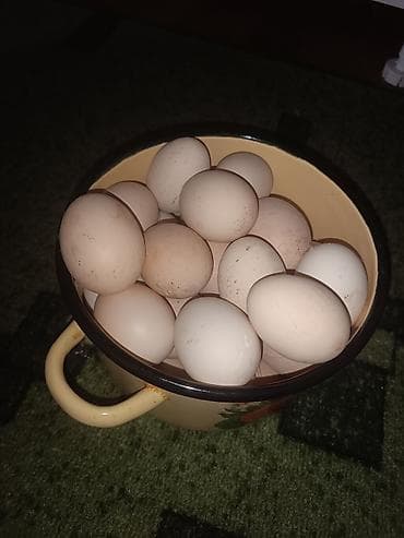 брама курица: Домашние куриные яйца Адилер для инкубатор шт 70.есть цена 35сом - — 2