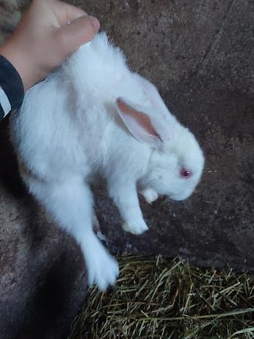 Продаю | Крольчата | Для разведения | Племенные