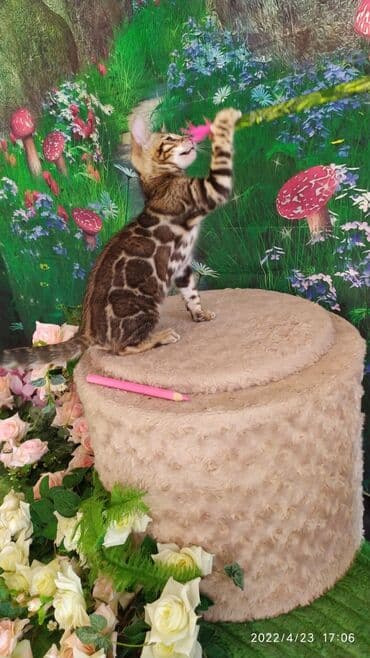 новорожденные котята: Привет друзья. в питомнике Бен Гла Мур есть свободные кото — 4