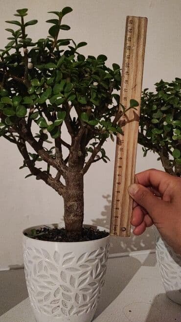 стол трансформер круглый: Портулакария (слоновье дерево) в горшках - Компактные — 5