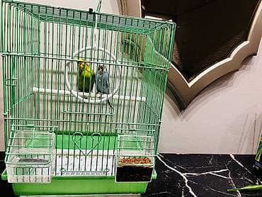 в мире птиц: Волнистые попугаи с клеткой и аксессуарами. Комплект: - Пара — 2