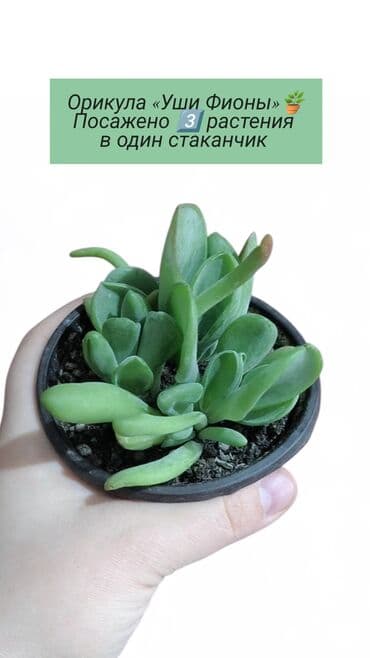 каланхоэ: Распродажа 🔥 Продаю комнатные растения 🪴. Пассифлора кализия розовая — 7