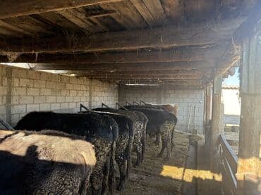 продам курей: Продаю | Бык (самец) | На откорм | Привязанные — 1