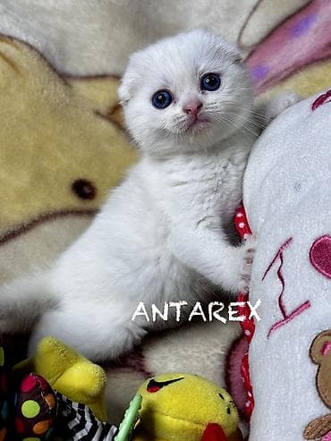 scottish fold: Чистопородные шотландские котята от красивой привозной пары (Россия) — 3