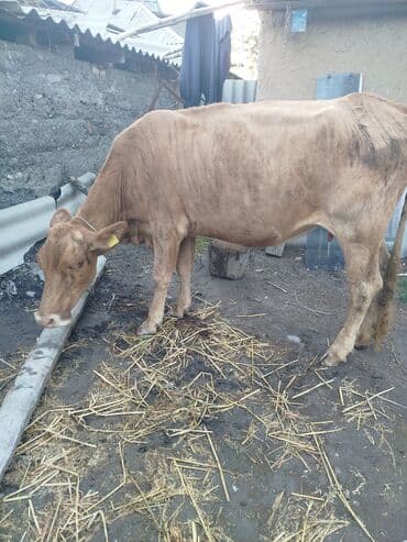 аталык корм: Сатам | Уй (ургаачы) | Бордоп семиртүү үчүн | Байланган — 1