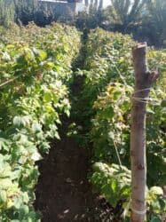 купить семена павловнии бишкек: Продается саженцы малины в Беловодске сорт Маравилла. Осталось 100штук — 5