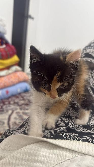 лысые кошки: Котёнок трёхцветный (черный/рыжий/белый), короткошёрстный. Окрас — 2