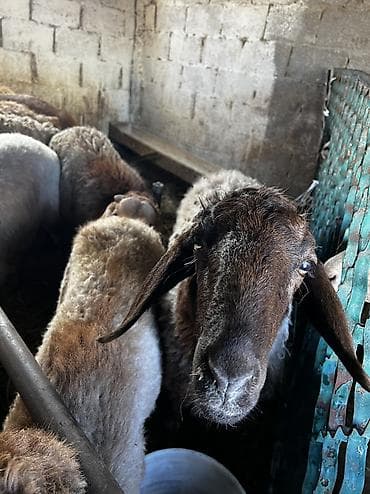 китайская хохлатая собака: Продаю | Овца (самка) | Арашан — 7