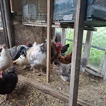 продаю инкубатор: Продаю | Куры | Домашняя | Для разведения, Несушки — 4