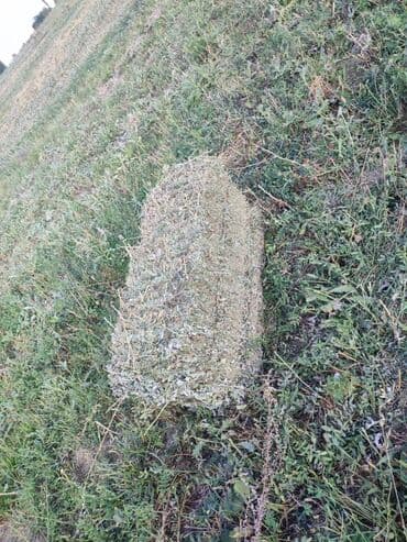 семена эспорсет: Көчөттөр тоют өсүмдүктөрүнүн: Эспарцет — 3