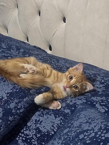 коён ош: Породасыз, 6 айлык, Эркек, Кызгыл сары — 2
