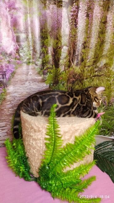 новорожденные котята: Красивейшие Бенгальские котята . разный возраст. Большой — 2