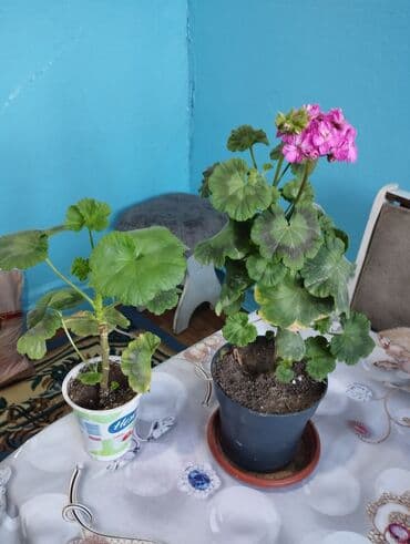 стол рабочий офисный: Продаю комнатные цветы цены разные от 250-500.обмен интересует на — 2