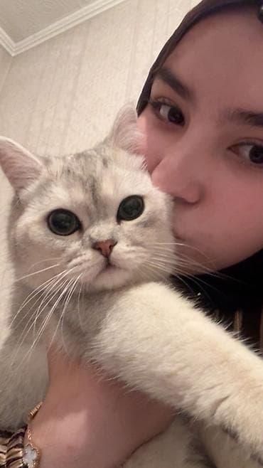 кошка золотая шиншила: Британская короткошёрстная, 8 месяцев, Мальчик, Серебристая шиншилла, Приучена к лотку — 1