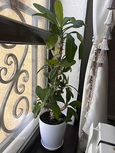 Кийимге кам көрүү жана сактоо: Комнатное растение в горшке — молочай (Euphorbia, «терновый венец» без — 1