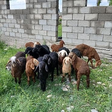 алла тоо: Сатам | Козу | Көбөйтүү үчүн | Асыл тукумдуу — 2