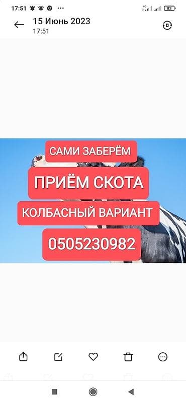 Частное лицо, Колбасный цех : Коровы, быки, Лошади, кони, | Круглосуточно, Любое состояние, Забитый