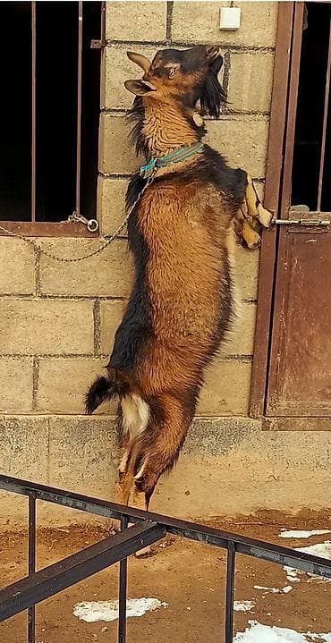 дикаративные кролики: Продаю | Козёл (самец) | Для разведения — 7