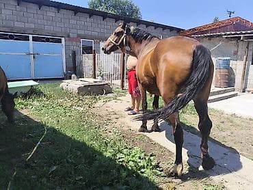 коны: Продаю кабылу с жеребенком,возраст кабылу 4,5 жеребенку 5месяцна — 4