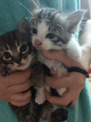 отдам кота даром: Котята, 2 малыша из одного помёта: - Окрас: один тигровый табби с — 6