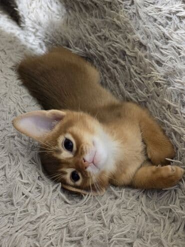 кане корсо купить щенка: Абиссинская, 1 месяц, Мальчик, Приучена к лотку, Проглистована, С документами — 3