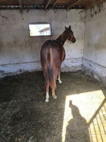 охотничий собака: Продаю | Кобыла (самка) | Рабочий — 2