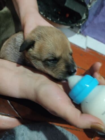 щенки белгийскоц овчарки: Ит бекер берилет: 2 айлык, Эркек — 35