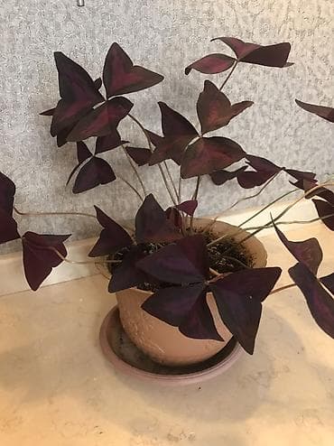 Продаю Оксалис - бабочки 🪴, Цветок бабочки кислица обладает at lalafo.kg Продаю Оксалис - бабочки 🪴, Цветок бабочки кислица обладает