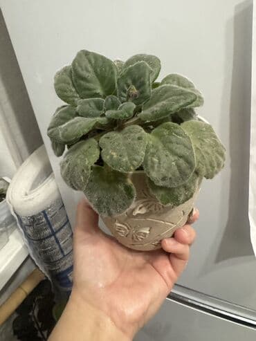 декоративные саженцы: Пальмы(Хомедория),замиокулькасы(доллар) Зензи,черный доллар,зеленый — 9