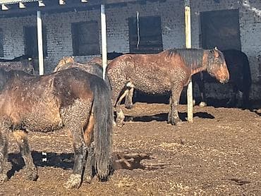 декоративные кролик: Продаю | Кобыла (самка) | Полукровка | На забой | Племенные — 10