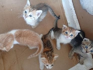 новорождённые котята: Отдам веслоухих котят в добрые руки,токмок,.все котята уже — 3