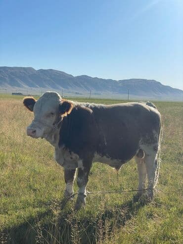 Собаки: Продаю | Бык (самец) | Герефорд | Для разведения | Племенные — 2