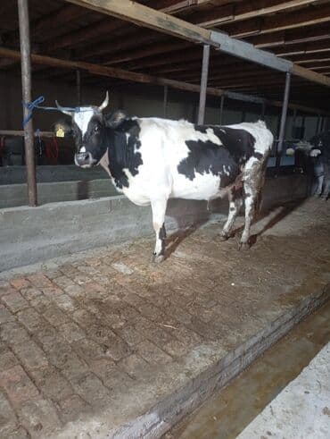 мышык фото: Сатам | Уй (ургаачы) | Сүт алуу үчүн | Байланган — 2