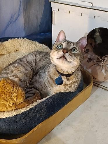 где можно взять кошку бесплатно: Здравствуйте 🌿 Зоогостиница «Мурляндия» принимает только домашних — 4