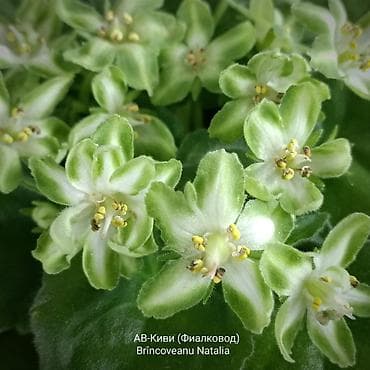 фиалки глаксинии: Продаю деткистартеры взрослые цветущие фиалки 🌺🌿🌺. Нахожусь в — 3