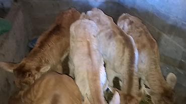 ангус музоо: Продаю | Музоо, торпок | На откорм — 1