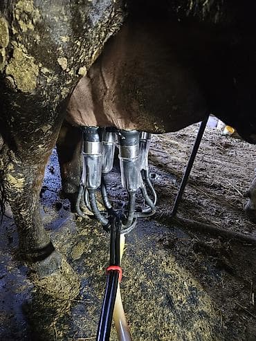 карась: Продаю | Корова (самка) | Для молока — 1