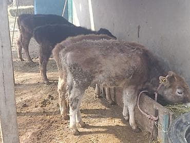 уй сатылат бишкек 2022: Сатам | Кунаажын, Музоо | Алатоолук | Көбөйтүү үчүн — 8