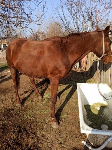 отдам породистую собаку в хорошие руки: Продаю | Кобыла (самка) | Рабочий | Племенные — 2