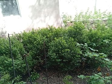 Уголь: Самшит вечнозелёный.3года.40см — 1