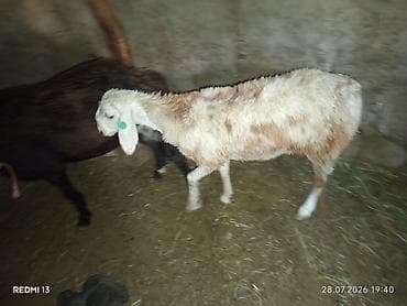 продам кента: Продаю | Овца (самка) | Для разведения | Ярка — 1