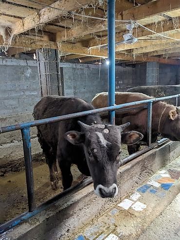 животные корова: Продаю | Бык (самец) — 4