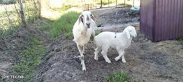 баран живой: Продаю | Ягненок, Баран (самец) | Для шерсти — 8