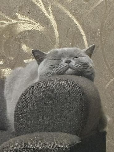 кот на случку: Отдам в хорошие руки — 2