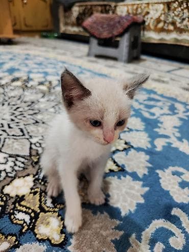 Отдадим котят в хорошие руки. ласковые, дружелюбные, чистоплотные — 7