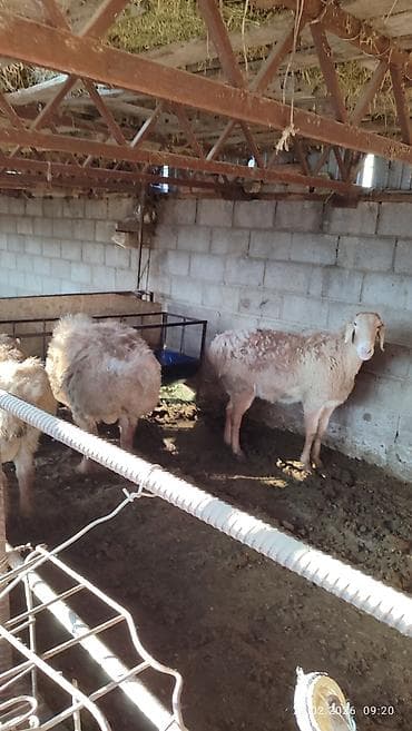 лошадь кабыла: Продаю | Овца (самка) | Для разведения — 9